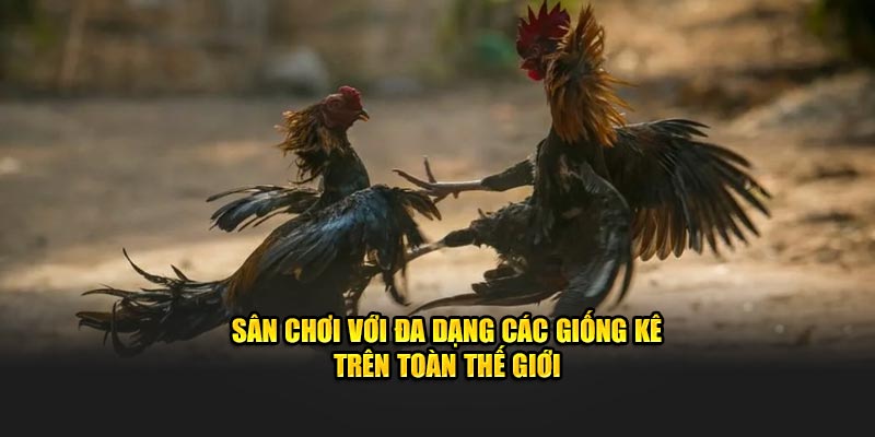 Sân chơi với đa dạng các giống kê trên toàn thế giới