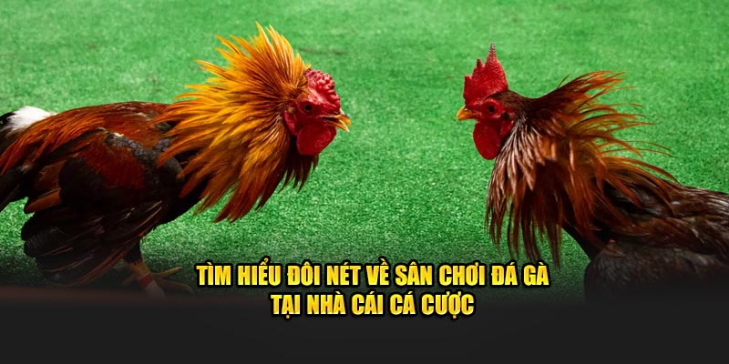 Tìm hiểu đôi nét về sân chơi giải trí độc đáo có mặt tại nhà cái 